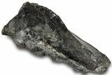 Rare, Cretaceous Crocodile (Goniopholis) Jaw Section - England #316991-1